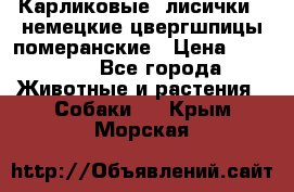 Карликовые “лисички“  немецкие цвергшпицы/померанские › Цена ­ 35 000 - Все города Животные и растения » Собаки   . Крым,Морская